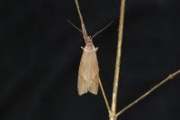 Diurnea lipsiella