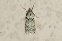 Diurnea fagella