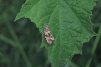 Celypha lacunana