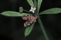 Anthophila fabriciana
