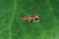 Enarmonia formosana