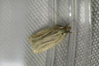 Agonopterix umbellana