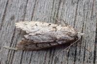 Diurnea fagella