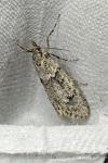 Diurnea fagella