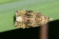 Celypha lacunana