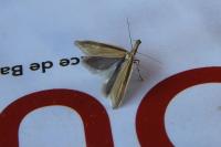 Pleurota pungitiella