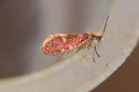 Eriocrania salopiella