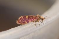 Eriocrania salopiella