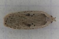 Agonopterix yeatiana
