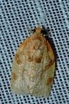 Adoxophyes orana