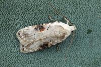 Agonopterix alstroemeriana
