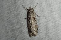 Diurnea fagella