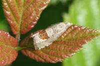 Notocelia uddmanniana