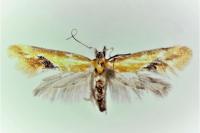 Batia lambdella
