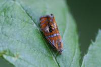Olethreutes arcuella