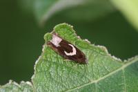 Epiblema foenella