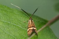 Nemophora degeerella