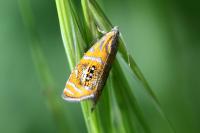 Olethreutes arcuella