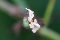 Aethes cnicana/rubigana