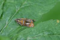 Olethreutes arcuella