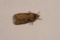 Semioscopis steinkellneriana