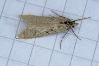 Diurnea fagella