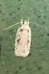 Agonopterix ocellana