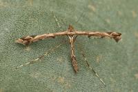 Amblyptilia acanthadactyla