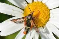 Pyropteron chrysidiforme