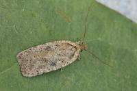 Agonopterix scopariella