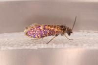 Eriocrania semipurpurella