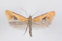 Batia lambdella