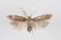 Bryotropha senectella