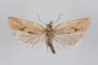 Clepsis coriacana
