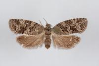 Cnephasia ecullyana
