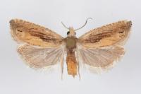 Eucosma obumbratana