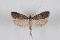 Homaloxestis briantiella