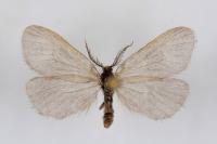 Rebelia plumella surientella
