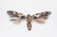 Teleiodes luculella