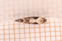 Mompha divisella
