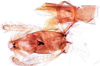 Aproaerema larseniella