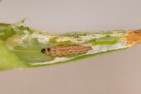 Caryocolum tricolorellum