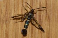 Synanthedon tipuliformis