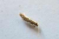 Plutella xylostella