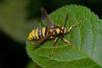 Sesia apiformis