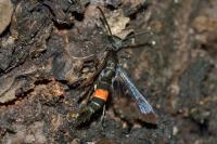 Synanthedon myopaeformis