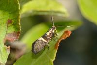 Dasycera oliviella