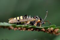 Pennisetia hylaeiformis