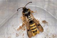 Pennisetia hylaeiformis