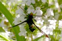 Synanthedon formicaeformis